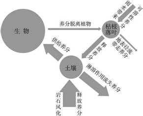 图2-12 雨林生态系统的养分循环示意图 6.图